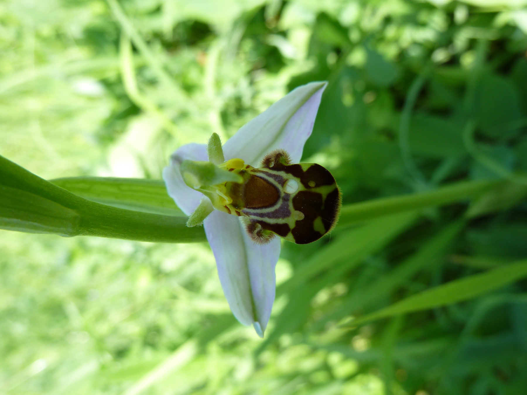 21.06.2026 Exkursion zur Orchideenwiese bei Oelde im Münsterland